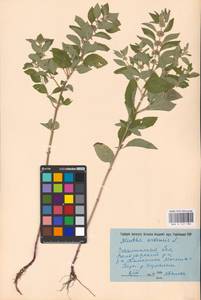 MHA 0 157 986, Mentha arvensis L., Eastern Europe, South Ukrainian region (E12) (Ukraine)