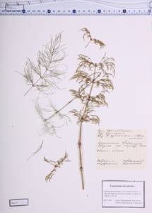 Equisetum sylvaticum L., Siberia, Central Siberia (S3) (Russia)