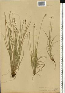 Carex brunnescens (Pers.) Poir., Eastern Europe, North-Western region (E2) (Russia)
