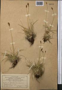 Carex kokanica (Regel) S.R.Zhang, Middle Asia, Western Tian Shan & Karatau (M3) (Uzbekistan)