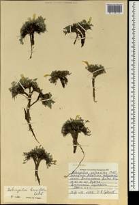 Astragalus brevifolius Ledeb., Mongolia (MONG) (Mongolia)
