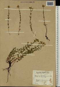 Hypericum elegans Steph. ex Willd., Eastern Europe, Eastern region (E10) (Russia)