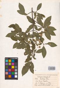 Euonymus europaeus L., Eastern Europe, North Ukrainian region (E11) (Ukraine)