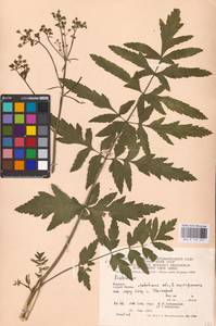 Pastinaca sativa L., Eastern Europe, West Ukrainian region (E13) (Ukraine)