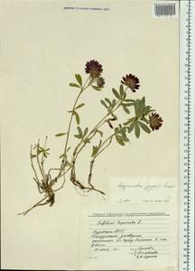 Trifolium lupinaster L., Siberia, Baikal & Transbaikal region (S4) (Russia)