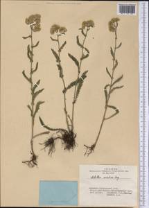 Achillea asiatica Serg., Siberia, Altai & Sayany Mountains (S2) (Russia)