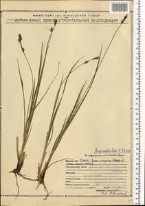 Carex adelostoma V.I.Krecz., Eastern Europe, Northern region (E1) (Russia)