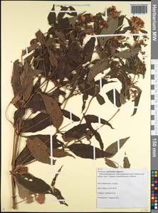 Lysimachia vulgaris L., Caucasus, Krasnodar Krai & Adygea (K1a) (Russia)