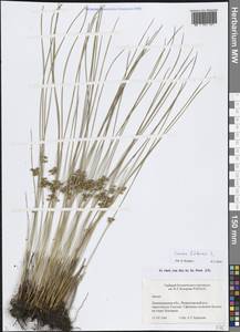 Juncus filiformis L., Eastern Europe, North-Western region (E2) (Russia)