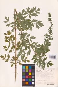 Thalictrum simplex L., Eastern Europe, Central forest-and-steppe region (E6) (Russia)