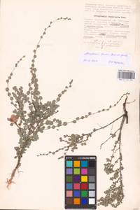 Atraphaxis replicata Lam., Eastern Europe, Lower Volga region (E9) (Russia)