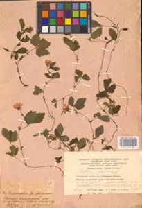 Rubus arcticus L., Eastern Europe, Eastern region (E10) (Russia)