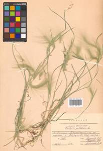 Hordeum jubatum L., Siberia, Russian Far East (S6) (Russia)