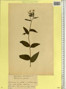 Epilobium montanum L., Eastern Europe, Belarus (E3a) (Belarus)