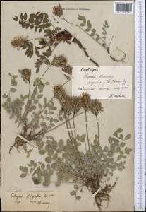 Astragalus platyphyllus Kar. & Kir., Middle Asia, Northern & Central Tian Shan (M4) (Kyrgyzstan)