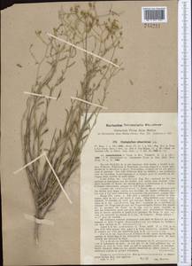 Haplophyllum ramosissimum (Paulsen) Vved., Middle Asia, Syr-Darian deserts & Kyzylkum (M7)