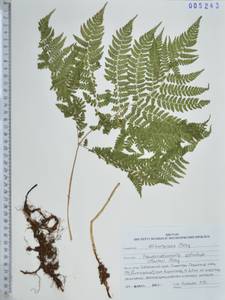 Athyrium spinulosum (Maxim.) Milde, Siberia, Russian Far East (S6) (Russia)