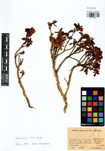 Rhododendron adamsii Rehder, Siberia, Baikal & Transbaikal region (S4) (Russia)