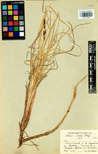 Carex aquatilis var. minor Boott, Siberia, Baikal & Transbaikal region (S4) (Russia)