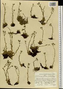 Eritrichium villosum (Ledeb.) Bunge, Siberia, Western (Kazakhstan) Altai Mountains (S2a) (Kazakhstan)