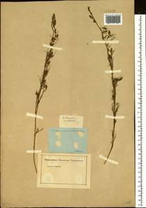 Artemisia palustris L., Siberia (no precise locality) (S0) (Russia)