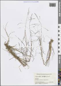 Puccinellia distans (Jacq.) Parl., Caucasus, Armenia (K5) (Armenia)