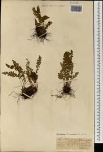 Woodsia ilvensis (L.) R.Br., Mongolia (MONG) (Mongolia)