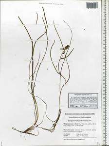 Sparganium hyperboreum Laest. ex Beurl., Eastern Europe, Northern region (E1) (Russia)