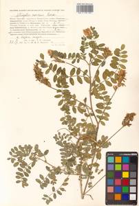 Astragalus marinus Boriss., Siberia, Russian Far East (S6) (Russia)