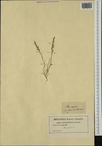 Catapodium rigidum (L.) C.E.Hubb., Western Europe (EUR) (Not classified)