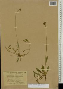 Pilosella lactucella subsp. lactucella, Eastern Europe, Northern region (E1) (Russia)