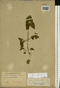 Lamium purpureum L., Eastern Europe, Eastern region (E10) (Russia)