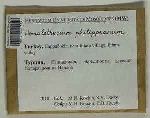 Homalothecium philippeanum (Spruce) Schimp., Bryophytes, Bryophytes - Asia (outside ex-Soviet states) (BAs) (Turkey)