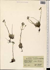 Eritrichium caucasicum (Albov) Grossh., Caucasus, Stavropol Krai, Karachay-Cherkessia & Kabardino-Balkaria (K1b) (Russia)