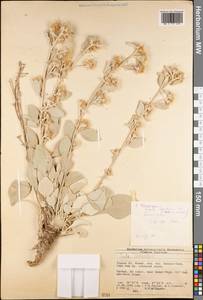 Pentanema verbascifolium subsp. candida (Ledeb.), South Asia, South Asia (Asia outside ex-Soviet states and Mongolia) (ASIA) (Turkey)