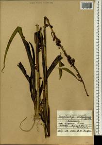 Chlorophytum senegalense (Baker) Hepper, Africa (AFR) (Mali)