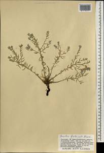 Arnebia fimbriata Maxim., Mongolia (MONG) (Mongolia)