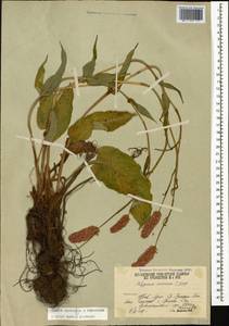 Bistorta carnea (K. Koch) Kom., Caucasus, South Ossetia (K4b) (South Ossetia)