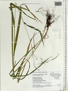 Lolium giganteum (L.) Darbysh., Eastern Europe, Central region (E4) (Russia)