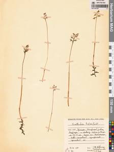 Corallorhiza trifida Châtel., Eastern Europe, Northern region (E1) (Russia)