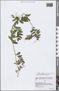 Vicia sepium L., Eastern Europe, Eastern region (E10) (Russia)