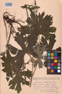 Aconitum lycoctonum subsp. moldavicum (Hacq.) Jalas, Eastern Europe (no precise locality) (E0)