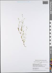 Arenaria serpyllifolia L., Eastern Europe, Lower Volga region (E9) (Russia)