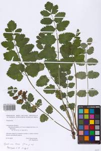 Pimpinella, Eastern Europe, Western region (E3) (Russia)