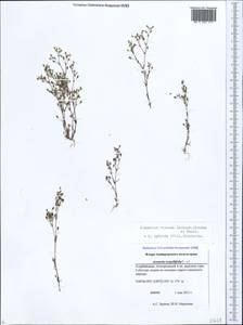 Sabulina viscosa (Schreber) Rchb., Caucasus, Azerbaijan (K6) (Azerbaijan)