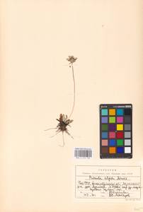 Primula algida Adams, Middle Asia, Middle Asia (no precise locality) (M0)