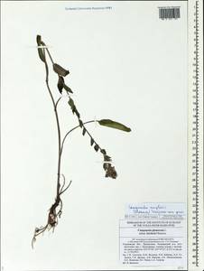 Campanula glomerata subsp. krylovii Olonova, Eastern Europe, Middle Volga region (E8) (Russia)