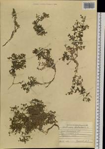 Mesostemma dichotomum (L.) Arabi, Rabeler & Zarre, Siberia, Altai & Sayany Mountains (S2) (Russia)