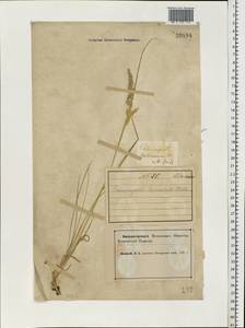 Calamagrostis canescens (Weber) Roth, Eastern Europe, Northern region (E1) (Russia)