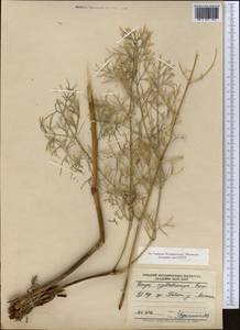 Prangos pabularia subsp. cylindrocarpa (Korovin) Pimenov & Tikhom., Middle Asia, Pamir & Pamiro-Alai (M2) (Uzbekistan)